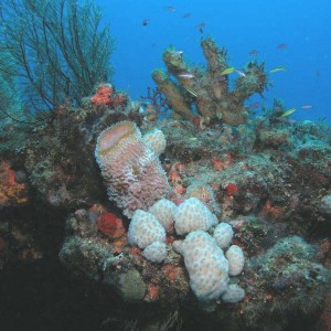 West Palm Reef Scene