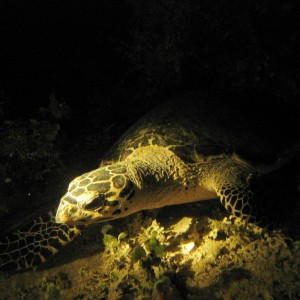 Turtle on the Kensho Maru