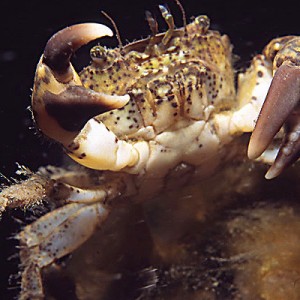 Flat Mud Crab