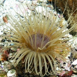 White Sea Anemone