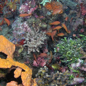 Timor's Underwater Rainbow