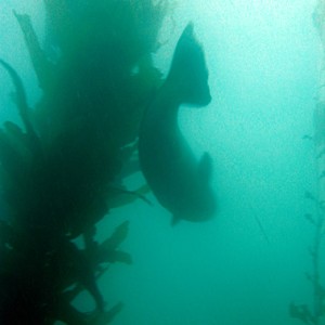 Giant Sea Bass 3