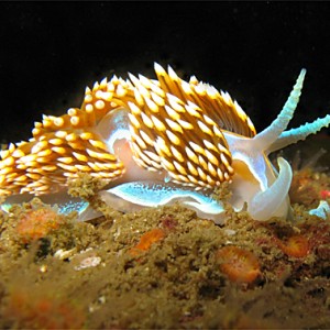 'Nother Nudi