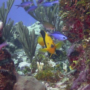 Cayman Fish Photo