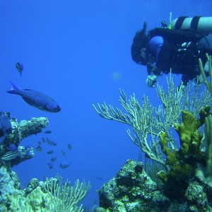 Debra In Cayman