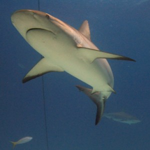 Shark Dive Bimini