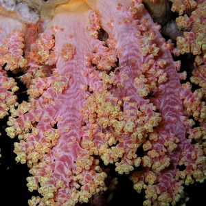 Vibrant Soft Coral