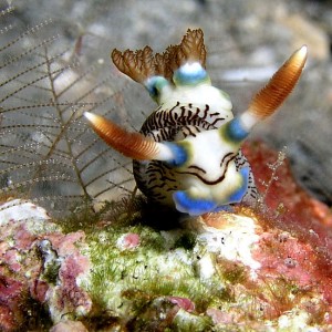 Nudibranch - Nembrotha lineolata