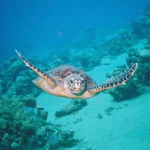 Curious Turtle