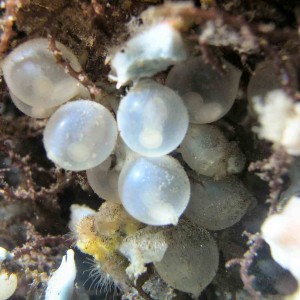 Lembeh Straight - Cuttlefish Eggs