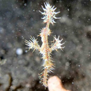 Ornate Ghost Pipefish at Lembeh, another view
