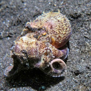 Coconut Octopus at Lembeh