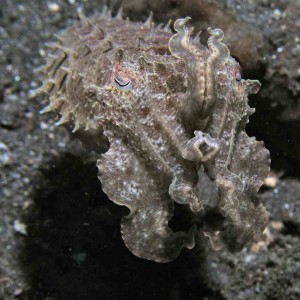 Cuttlefish at Lembeh