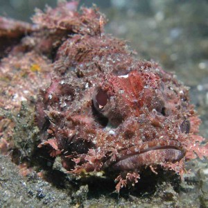 Close up of a scorpionfish at Lembeh