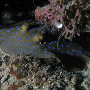 Blue Spotted Ray at Lembeh