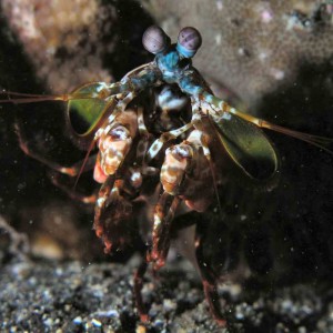 Mantis Shrimp in Lembeh