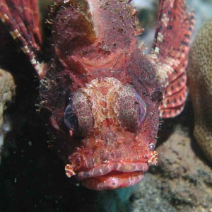 Another scorpionfish at Lembeh