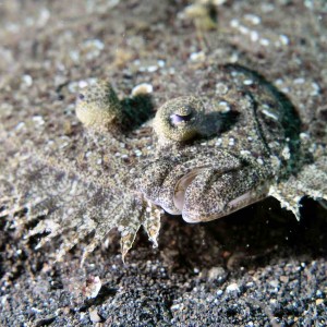 Flounder at Lembeh