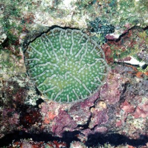 Knobby Cactus Coral