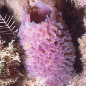 Azure Sponge