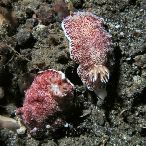 Another pair of nudibranchs at Lembeh