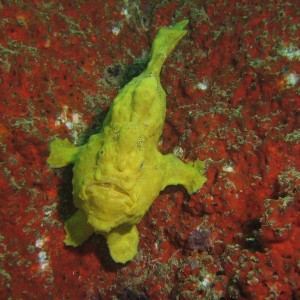 Frogfish - Antennarius