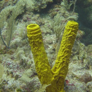 Peace on The Reef