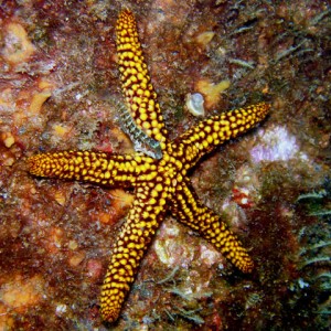 Starfish with Blennie