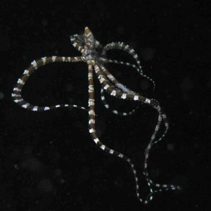 Another angle of a wonderpus(?) at Lembeh