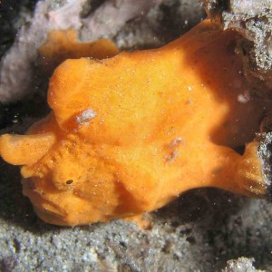 Orange frogfish at Lembeh