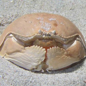 Crab at Tasik Ria