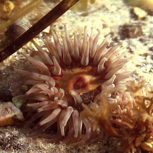 Sea anemone Denmark 01