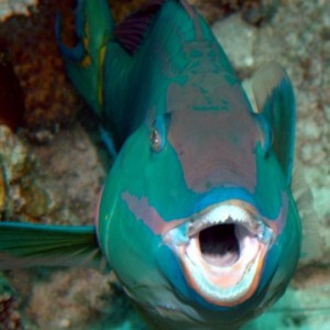 a parrotfish's opinion