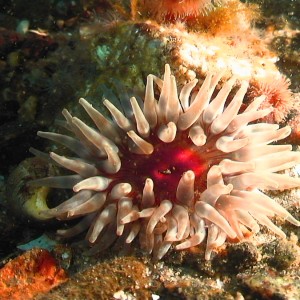 Sea anemone Denmark 05