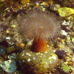 Sea anemone Denmark 06.