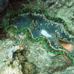 Giant clam 1