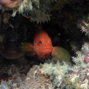 Baby coral grouper