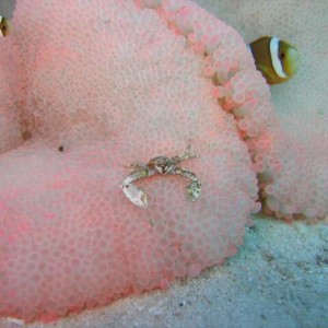 Red Carpet Anemone During its "pink" period
