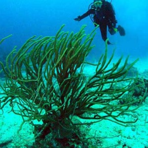 Chankanaab Bolones Reef