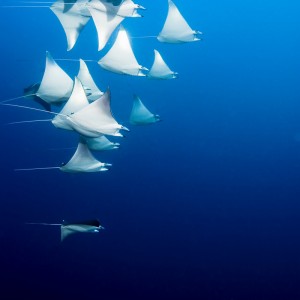PNG Rays