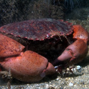 big crab,monterey ca
