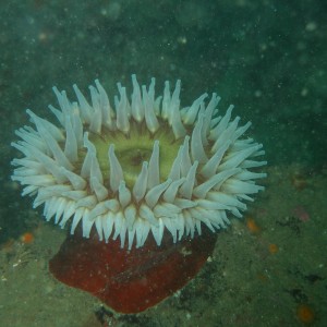 Hopkins deep (aquarium reef) Monterey, 70 ft. 1/8/06