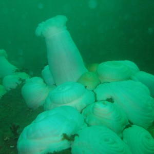 Hopkins deep (aquarium reef) Monterey, 70 ft. 1/8/06