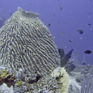 Large Barrel Sponge