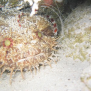 Splendid Toadfish w/ banded coral shrimp
