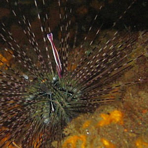 24 Urchin Comensal Shrimp