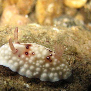 White spotted Nudibranch