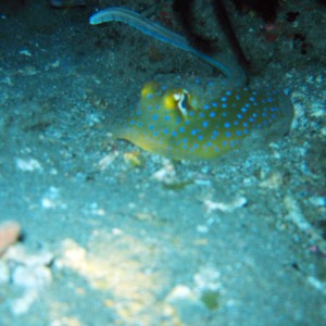 blue_spotted_ribbontailray_at_night
