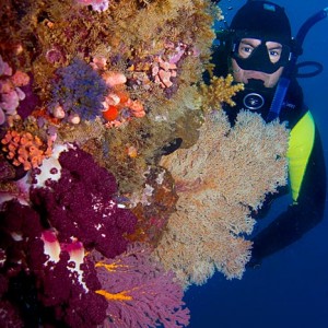 Diver at Muiron Islands