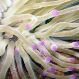 An Anemone in Curacao